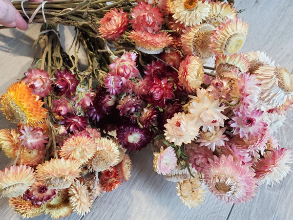 Strawflower 'Burgundy