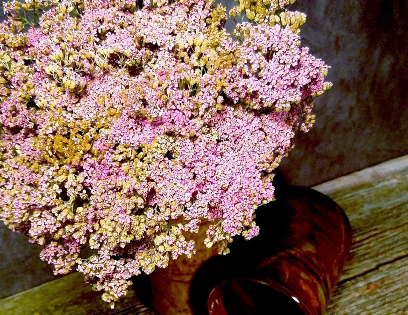 Pink Yarrow 400 Seeds Long Lasting Clusters of Small Pink/Purple