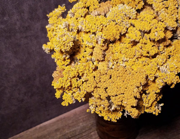 Dried Yarrow/ Golden Florals/ Mustard Colored Dried Florals –  SolaFlowerStore