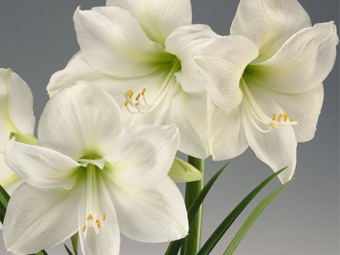 Amaryllis, Waterless